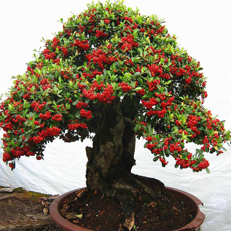 百花齐放春意浓群芳争艳,百花齐放喜迎新春