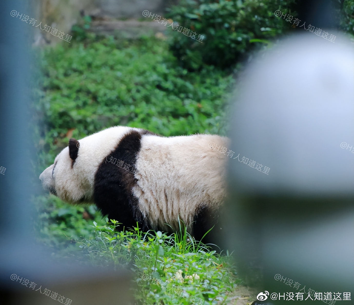 花花：接住谭爷爷给的小苹果，仿佛接住了整个世界。