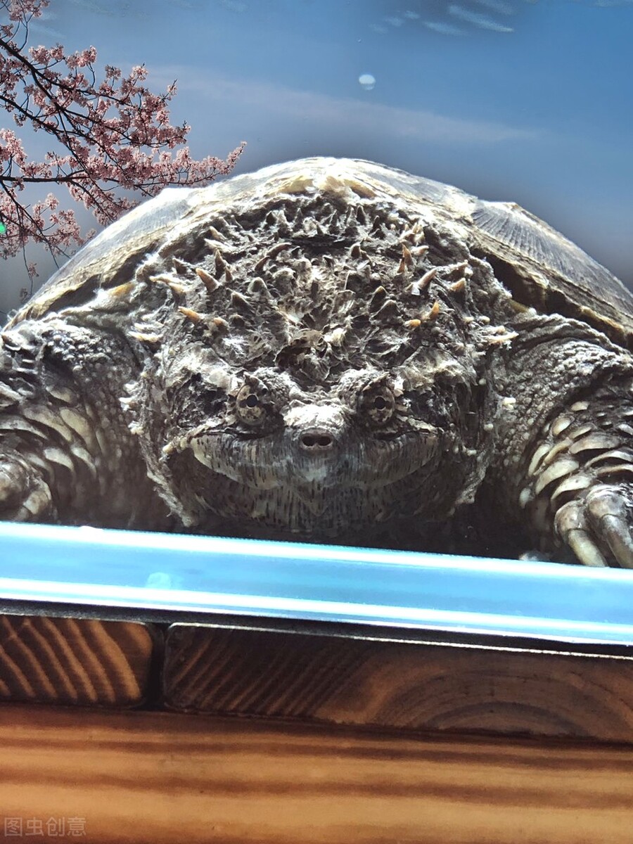 佛鳄龟日常养护知识,纯佛鳄龟怎么养2到3厘米佛鳄