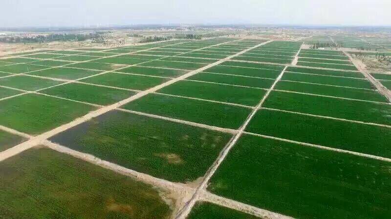 娌欑背浜т笟鍔╁姏涔℃潙鎸叴,娌欑背鍝佺墝