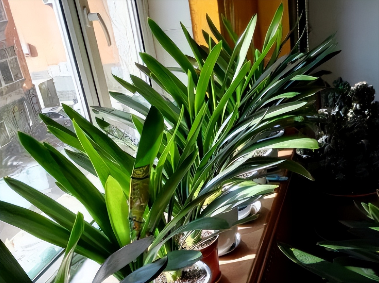 君子兰剃头后如何养,什么时候给君子兰剃头