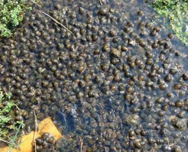 2021年养殖什么能挣钱多,在2022年里养殖什么最赚钱