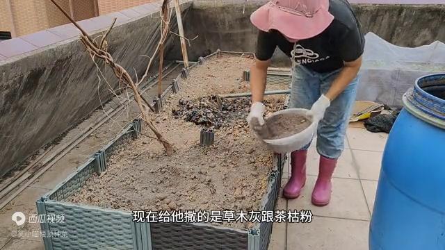 楼顶阳光房种菜怎么才没有虫子,楼顶种菜一年四季都吃不完