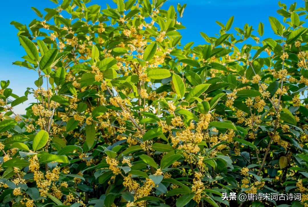 桂花香，不负秋光