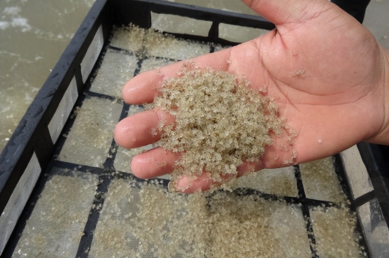 河蟹的蚤状幼体与大眼幼体的区别,河蟹育苗方法和时间