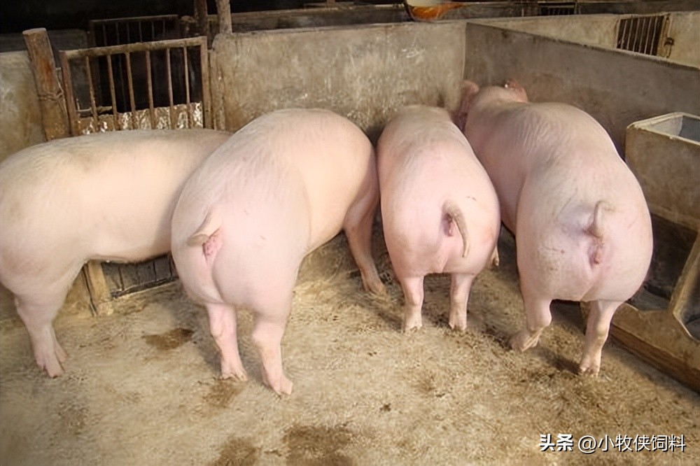 猪拉粪球怎么处理,猪拉干粪不吃食怎么治