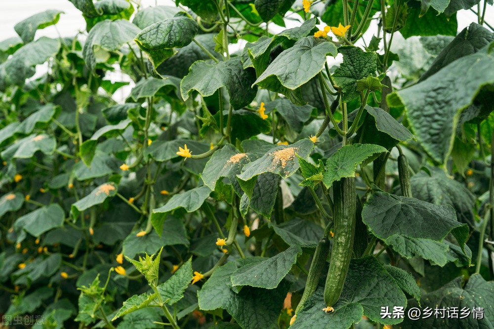 酵素种植技术全过程,神奇的种植酵素