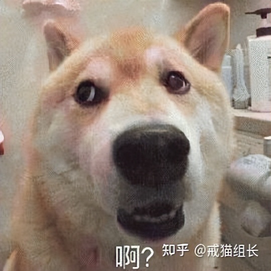 口碑最好的十大猫主食罐,最好的主食猫罐测评