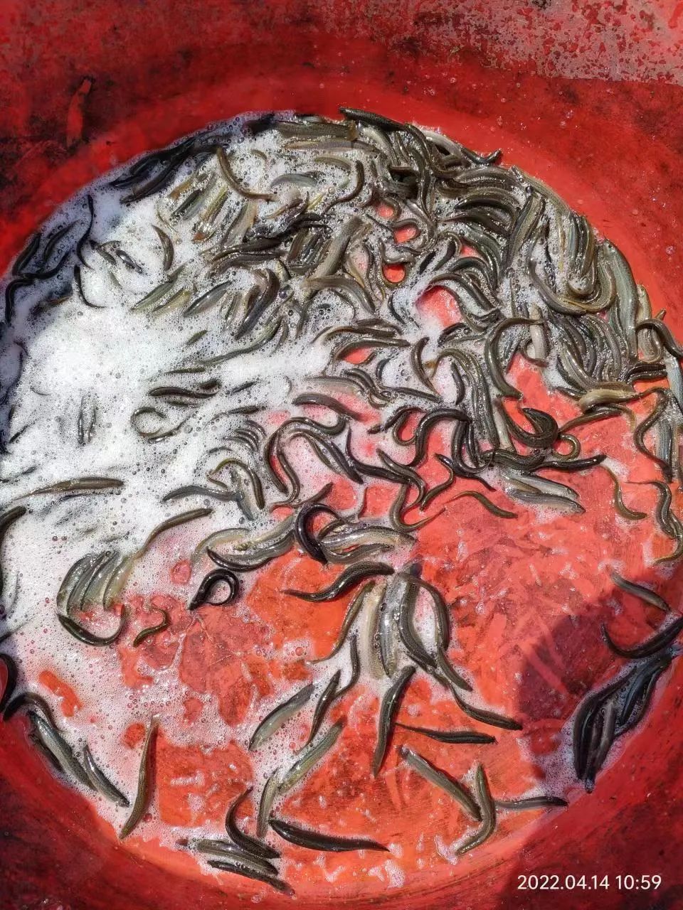 近几年苗木行业难做的原因,连续三年亏损的种植品种