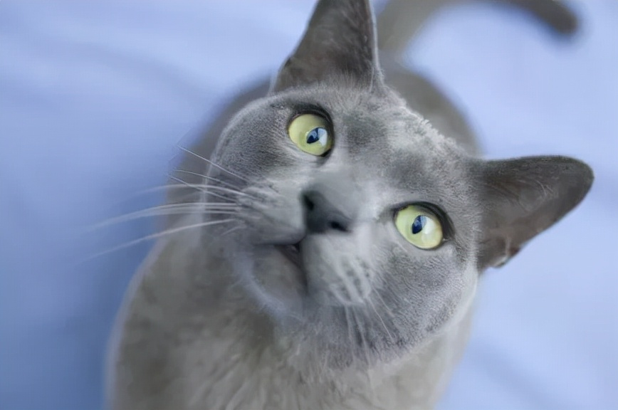 蓝猫十大不建议买的猫,盘点六种大蓝猫你觉得哪个更厉害
