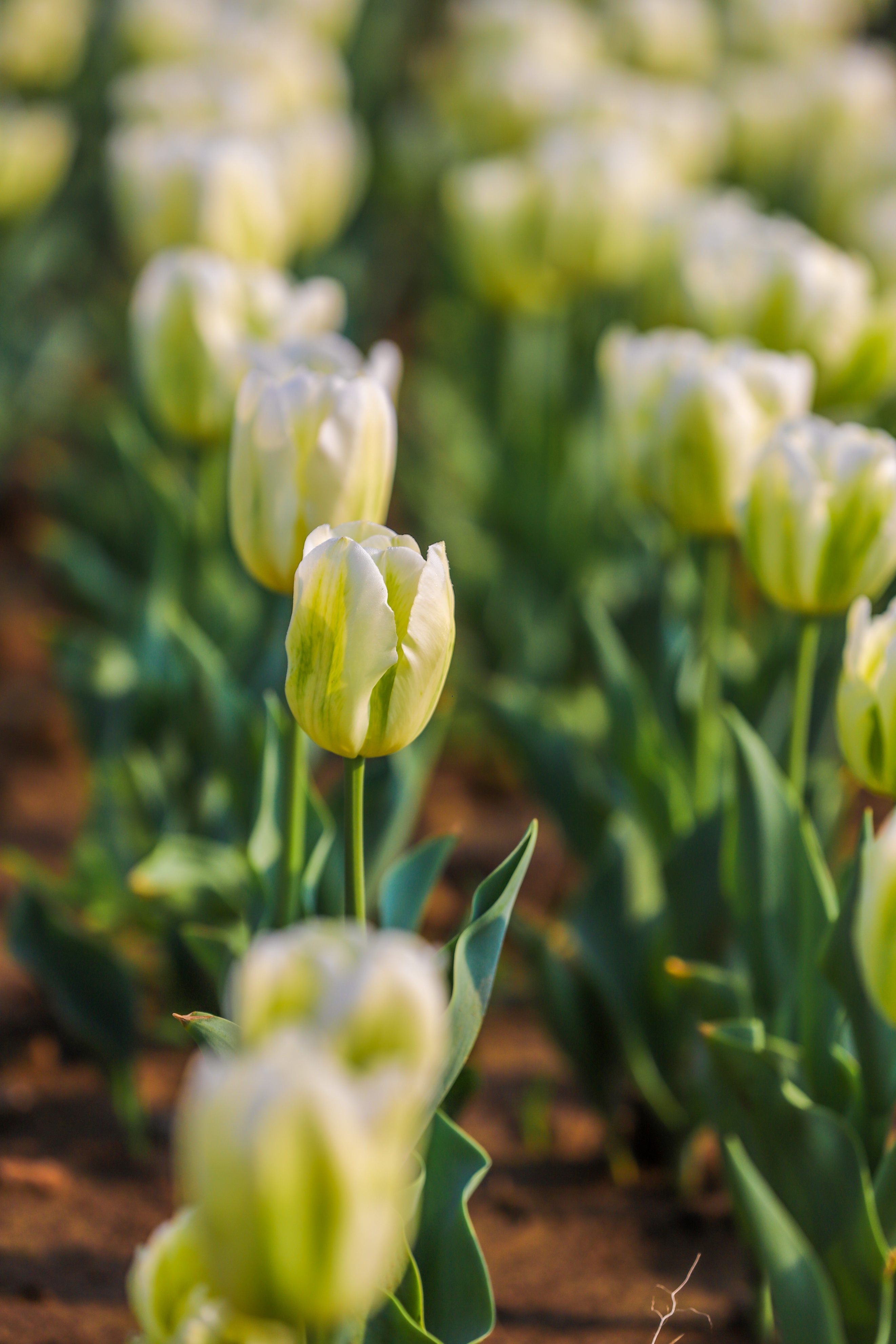 同心花海樱花航拍,踏青赏花邂逅一场浪漫樱花盛宴