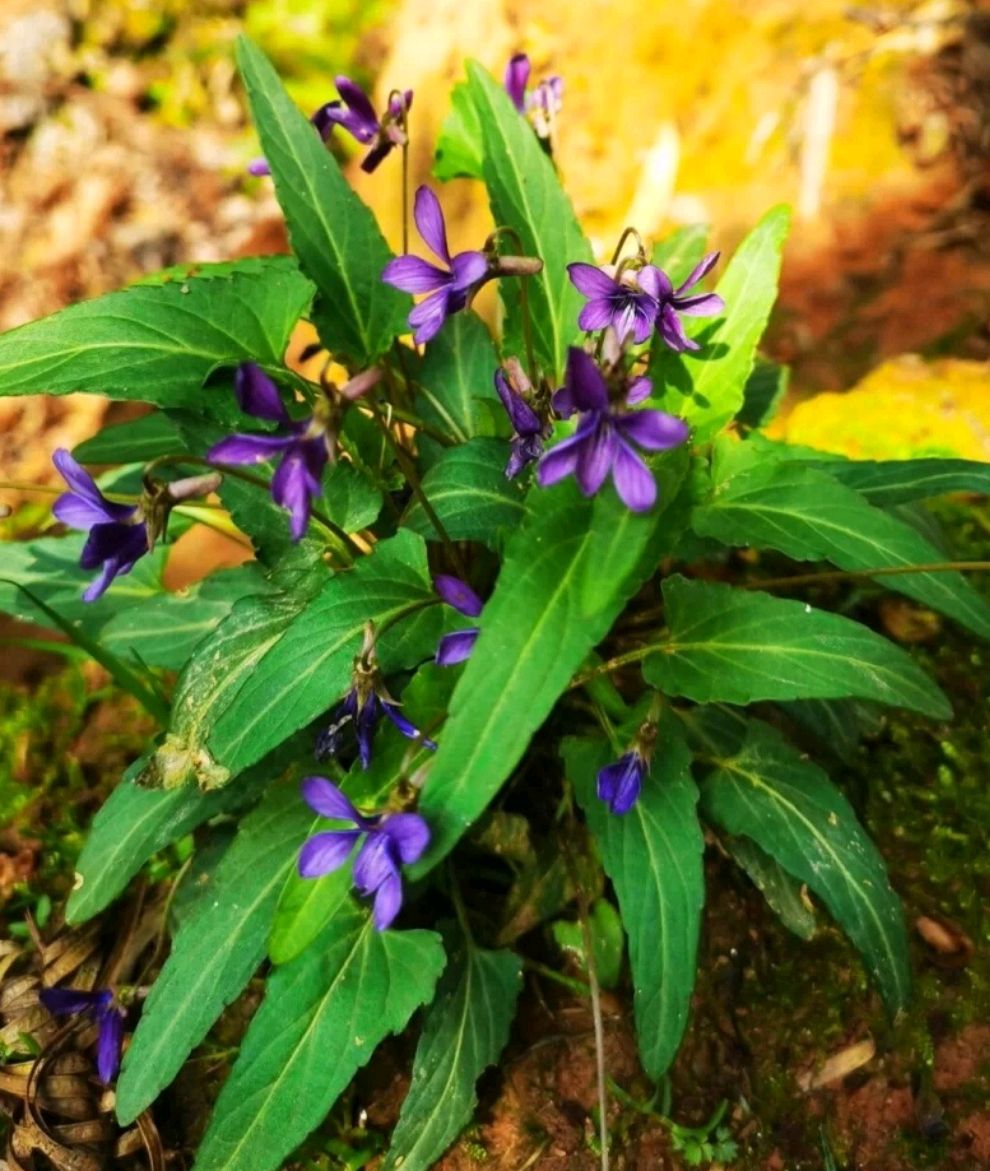 可以吃的野菜大全100种图解,教你认识100种野菜