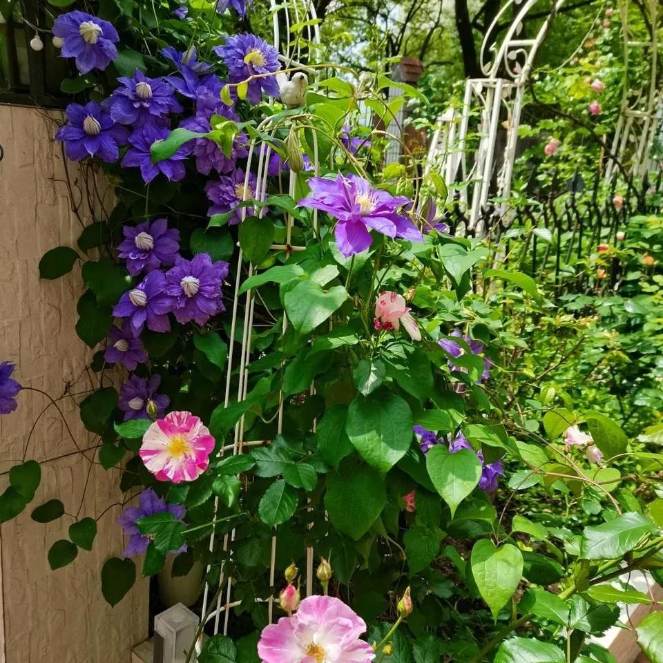 养花开花了浇点什么水花开得旺,浇花养花的技巧