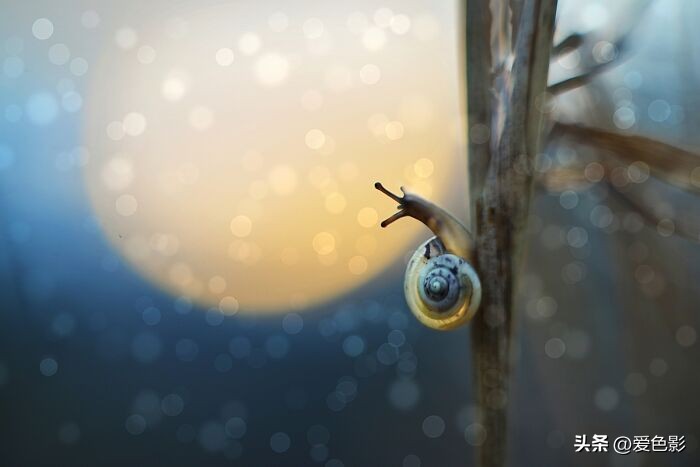 光影斑驳中，长笑蜗牛戴屋行