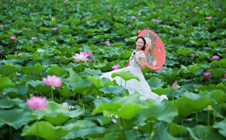 原创七言绝句之咏荷赋上热门,古人咏荷七律名诗