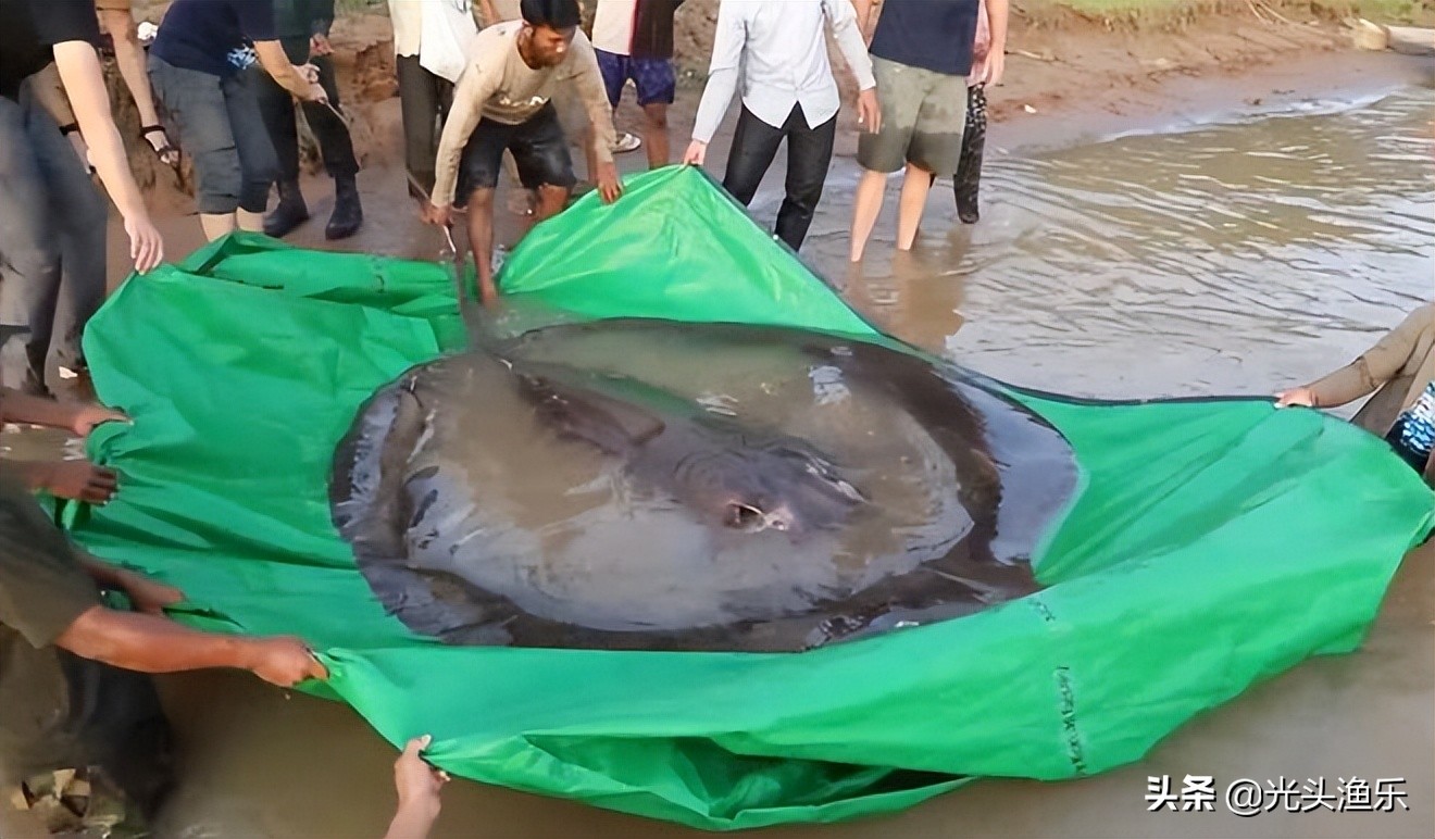 4千斤野生黄鱼被捕捞,巨型鳐鱼被抓到