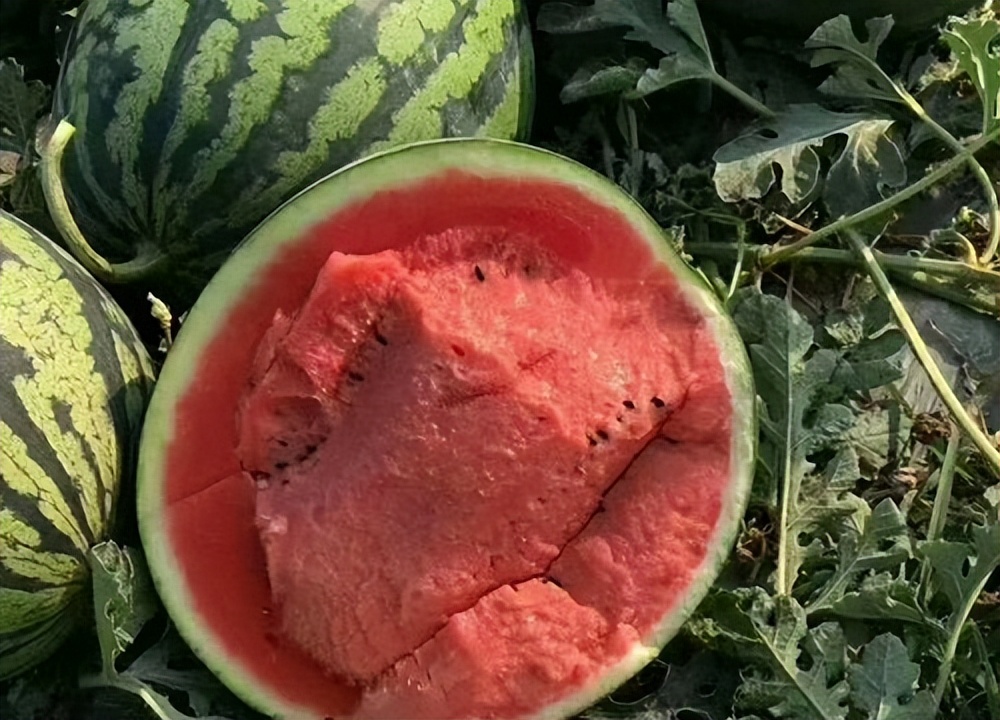 今年夏天最好吃的西瓜,10种最好吃的西瓜