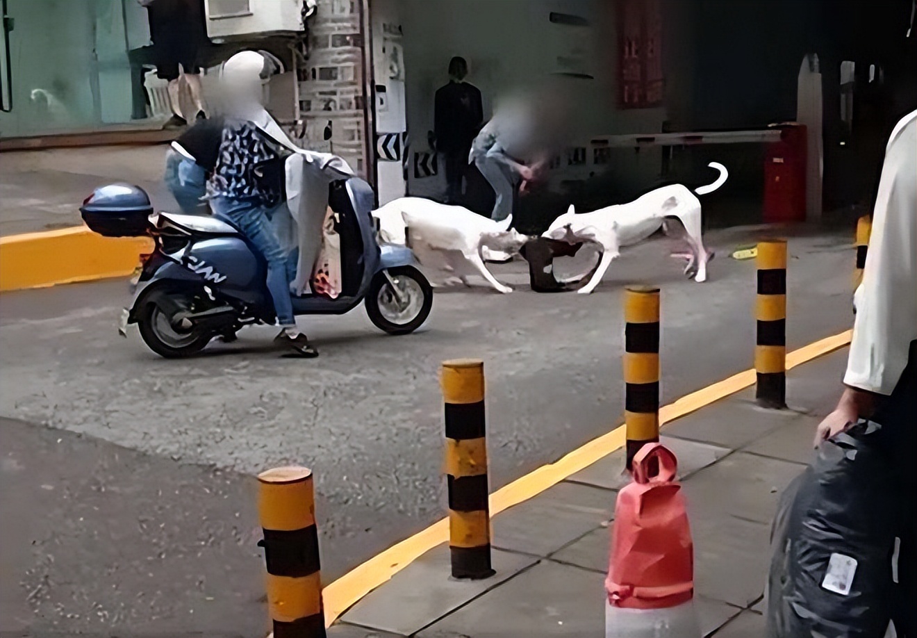 杜高犬为何不抗冻,杜高犬真能护主吗