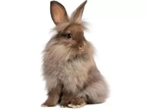 适合养在家里的小宠物兔子,可爱的小兔子宠物怎么养