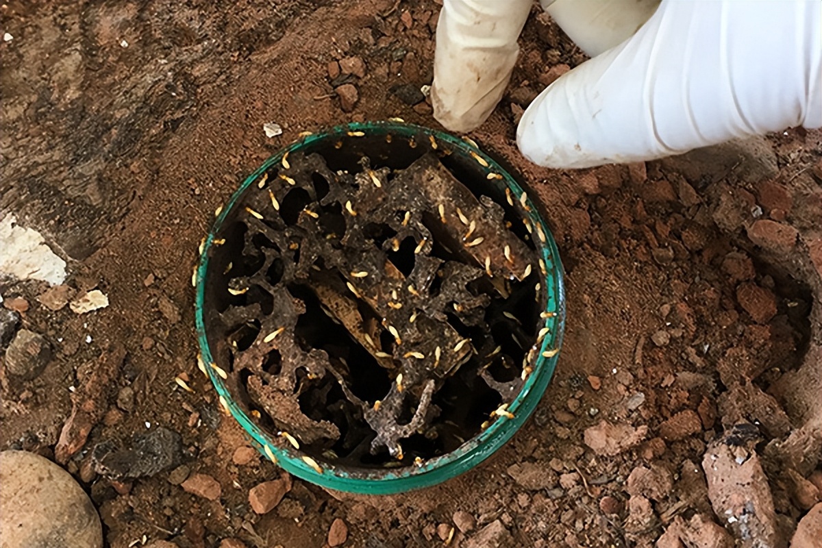 南京白蚁防治中心可免费除白蚁么,大树长白蚁找白蚁防治中心靠谱吗