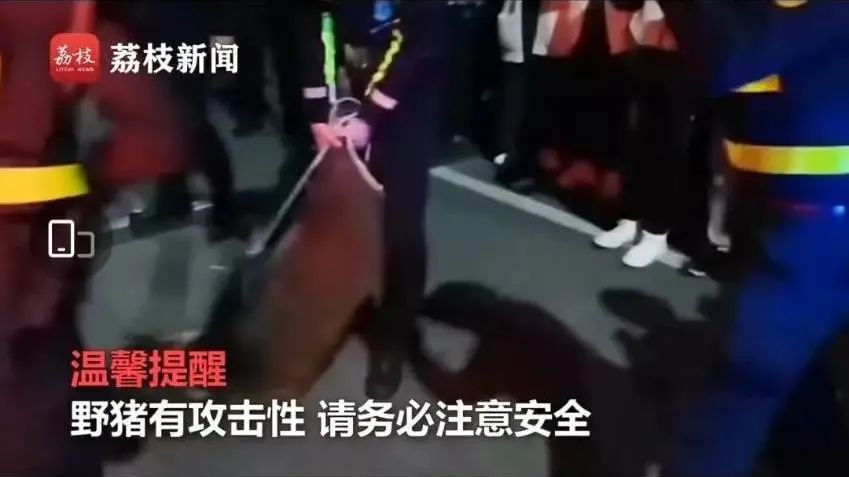 被黑天鹅打了,被黑天鹅打了一顿