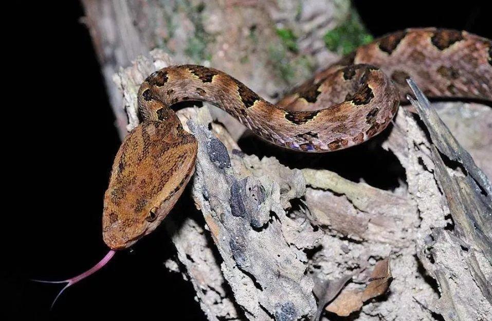 柴房惊现“烂草蛇”！广东66岁老人被咬伤！这是什么蛇？有多毒？