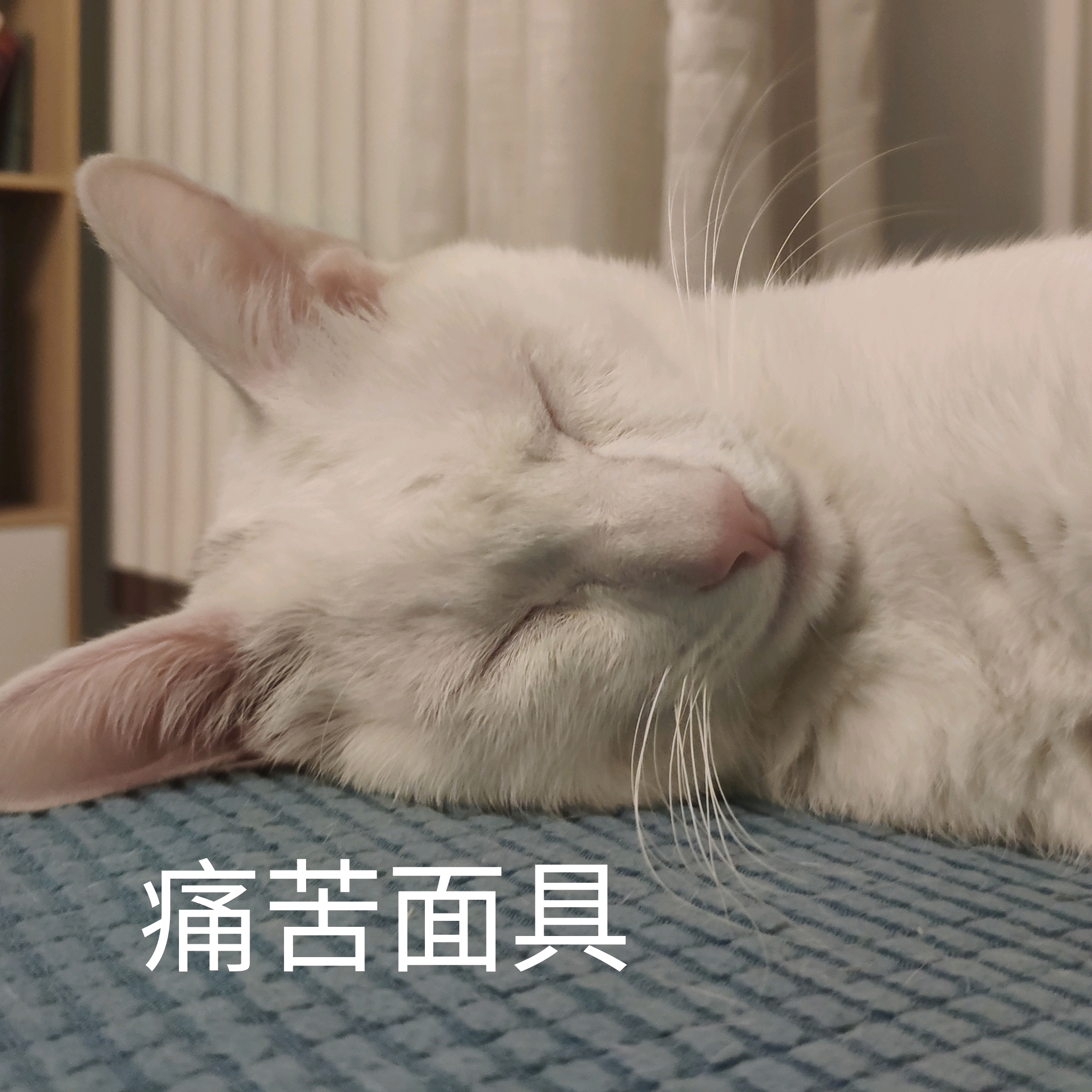 猫咪一直闪红灯是为什么,猫咪向你发出的求救信号