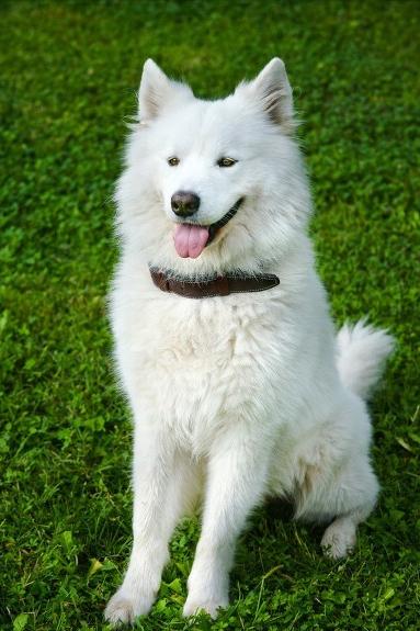 想买萨摩耶怕串串？记住这5点，轻松鉴别