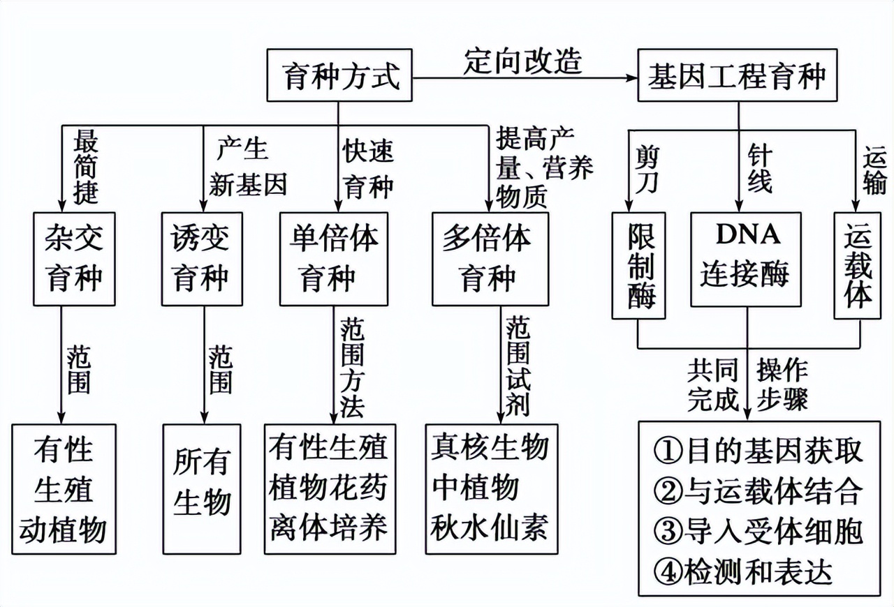 高中生物变异和育种知识点,高中生物变异育种进化思维导图