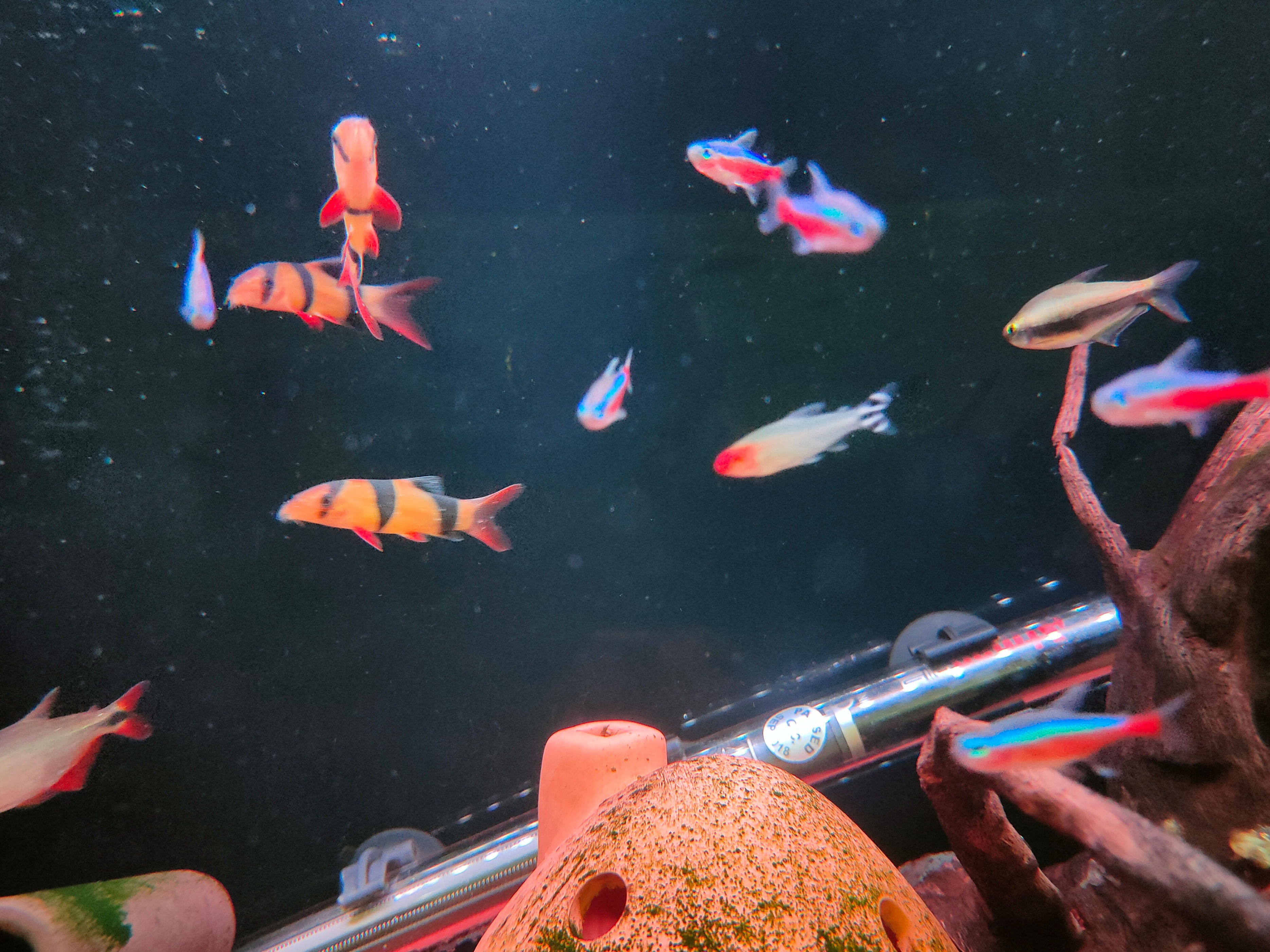 清洁鱼有什么用,冷清洁鱼有哪些