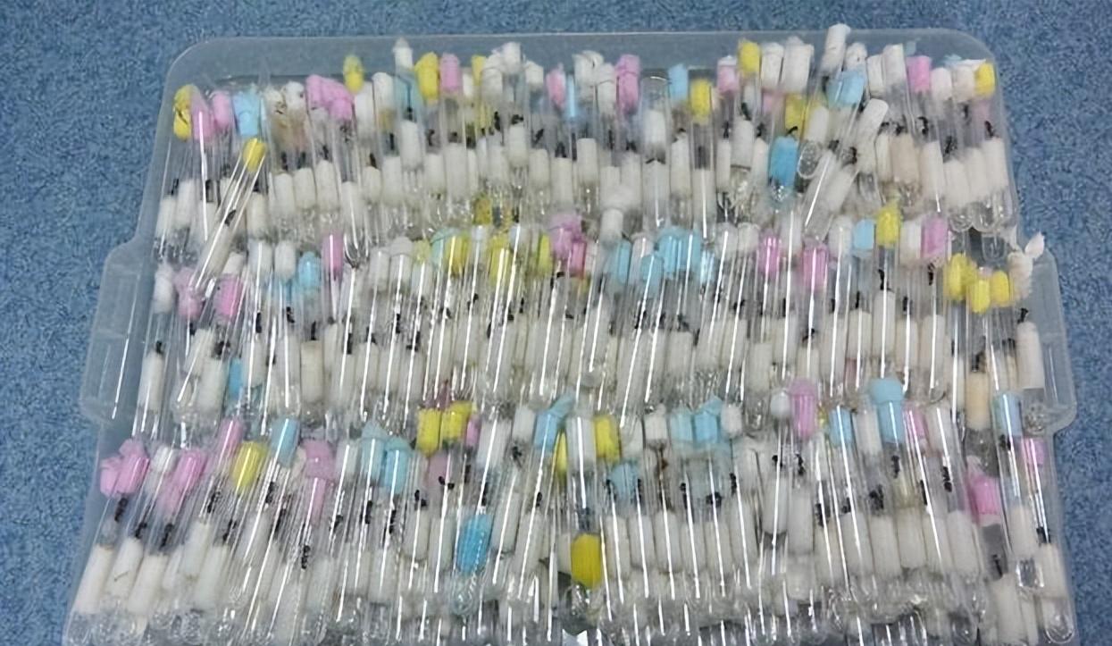 金陵海关查获378只活体野蛮收获蚁,海关截获蚂蚁收获蚁