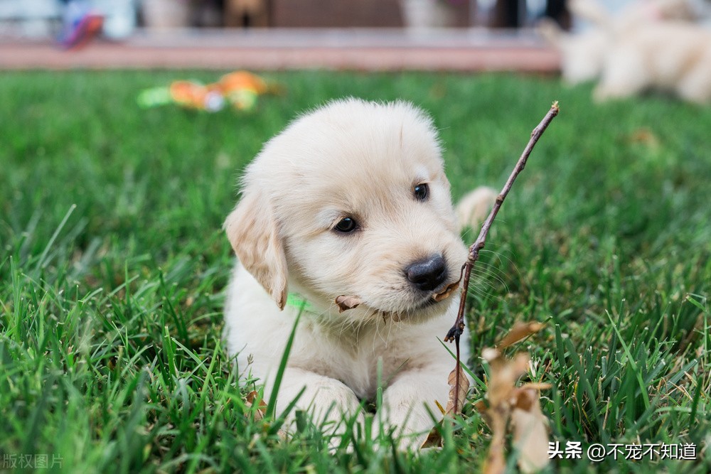 拉布拉多成犬感染细小,犬细小与寄生虫感染治疗方案