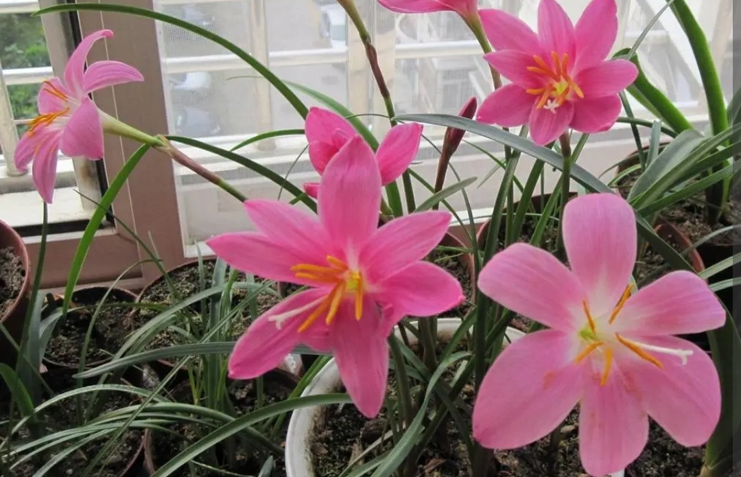 养花浇什么水花越长越肥越好看,栀子花4月怎么浇水