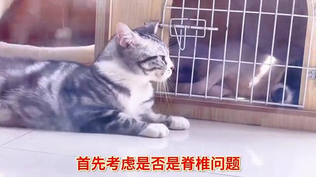 猫咪后腿无力会导致死亡吗,猫咪杯状病毒会引起后腿无力吗