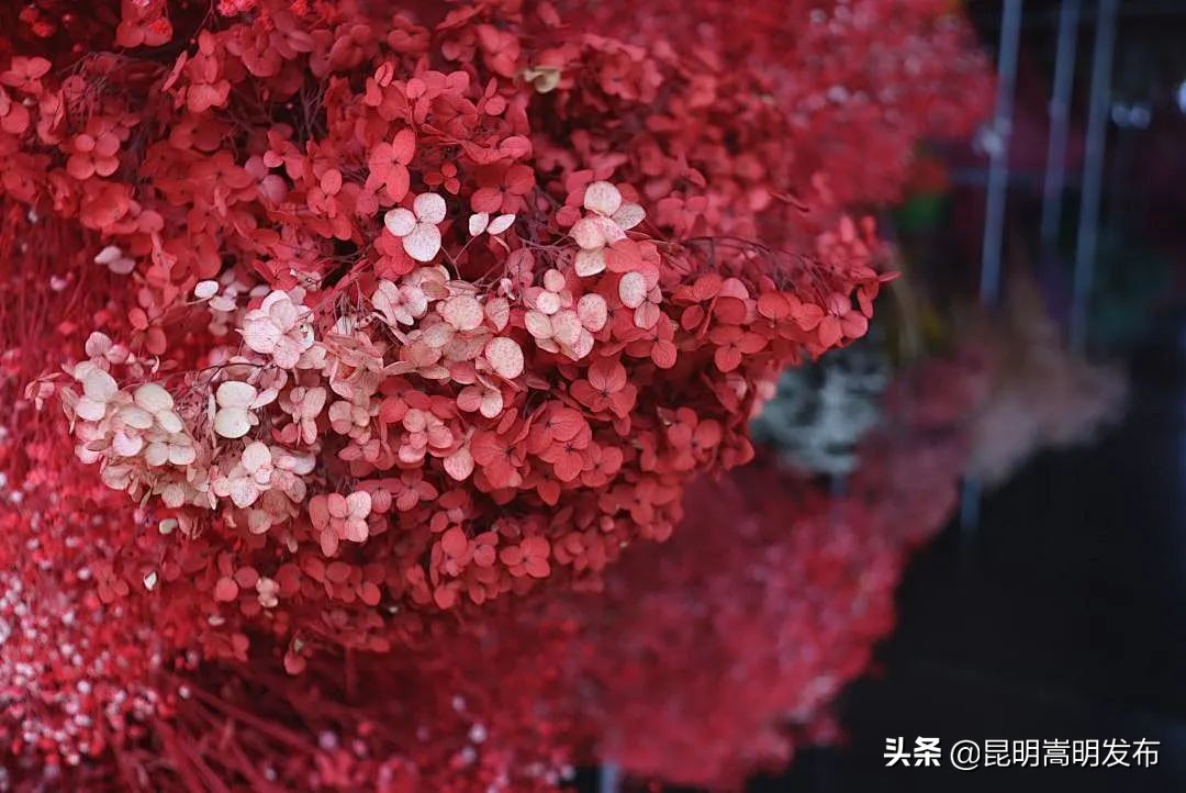 嵩明永生花店 (嵩明永生花)