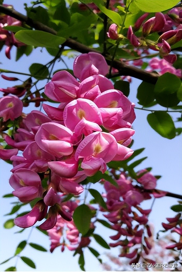 石家庄早新闻,早新闻完整内容