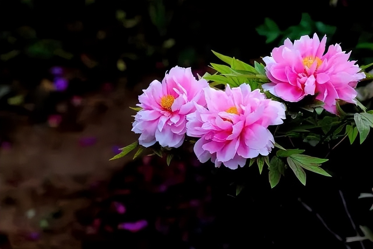 中国十大名花排行榜及图片,中国十大名花明细