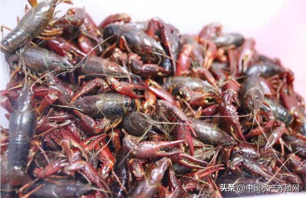 小龙虾价格暴跌的原因是什么,小龙虾价格暴跌是什么原因