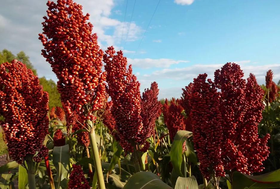 街边高价回收老酒是什么套路,市面上高价收陈年老酒的有啥猫腻