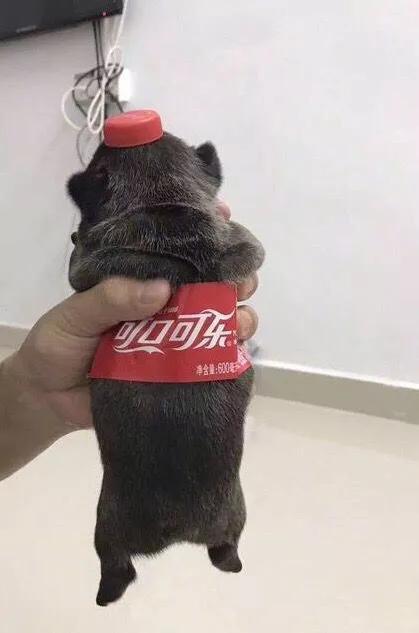 农村人买狗注意事项,农村狗市买狗注意事项