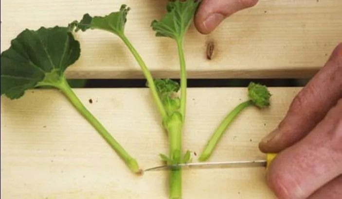 入门天竺葵的扦插方法图解,天竺葵扦插跟绣球扦插方法一样吗