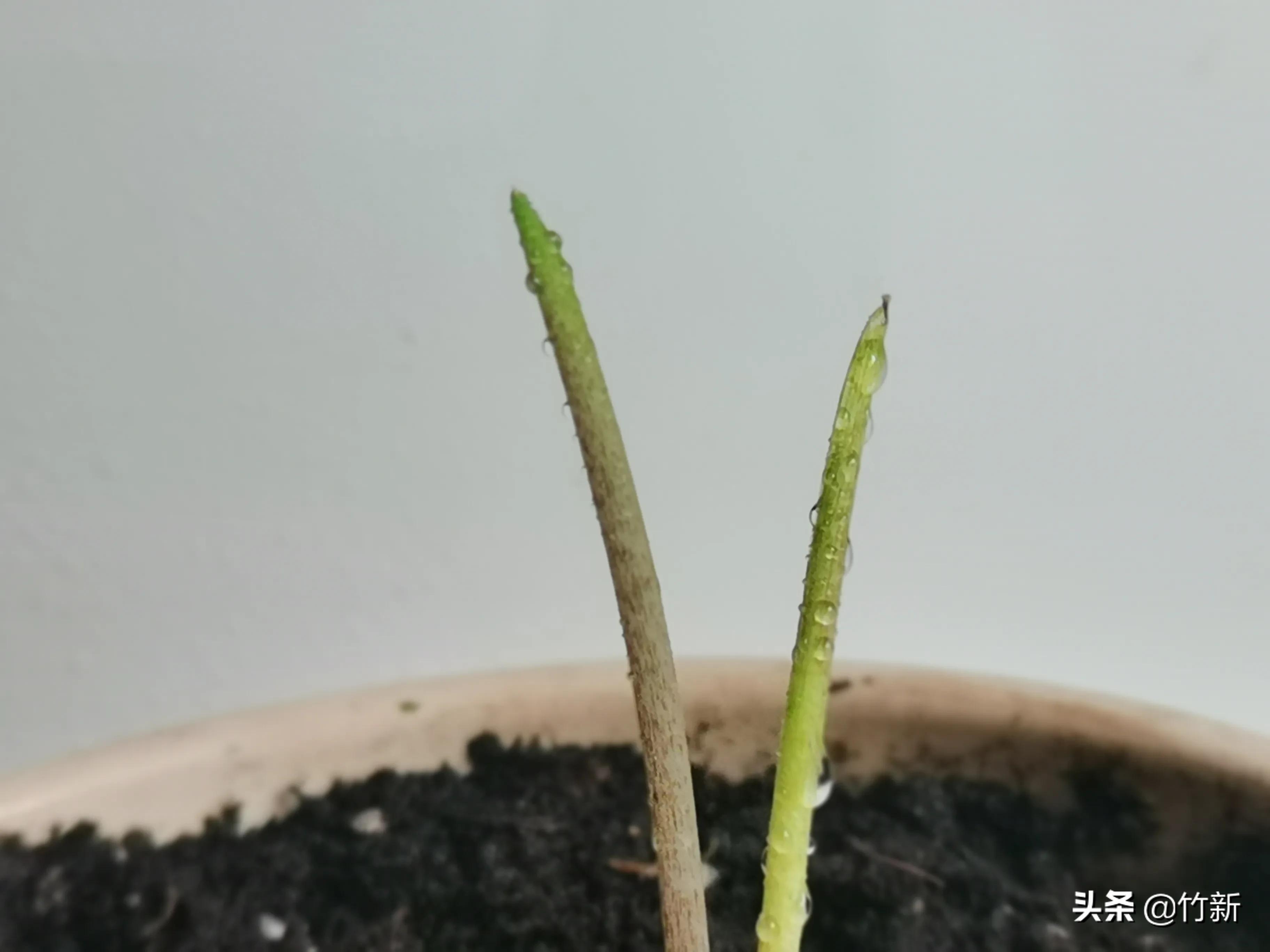 失而复得的马蹄莲