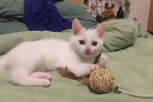 过敏体质的猫吃什么猫粮,低敏的猫有哪些品种