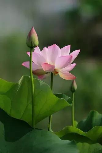 古诗文积累爱莲说,古诗欣赏爱莲说名句