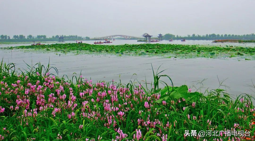 今日的白洋淀视频,现在白洋淀的情况