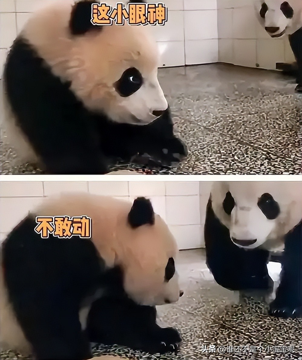 每天认识一只大熊猫七仔,大熊猫福星胖大海胆小