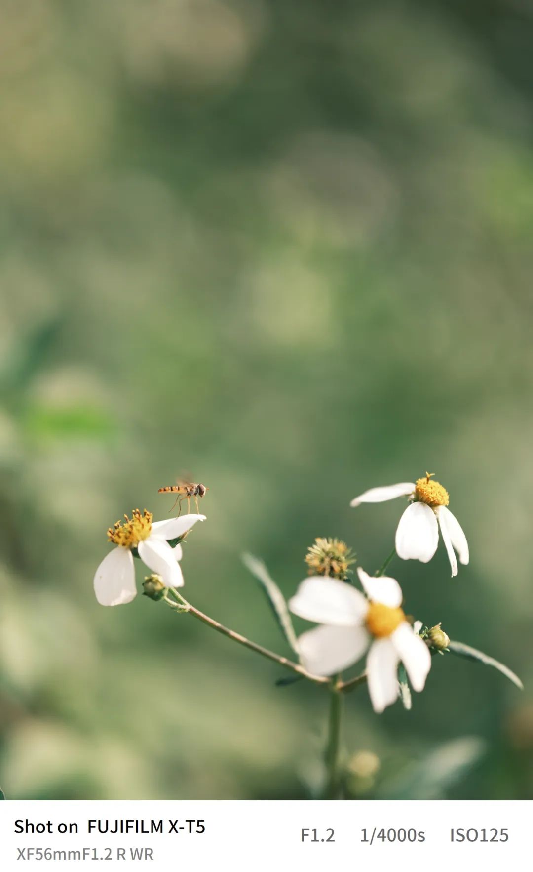 富士x-t5保值么,富士x-t5等四款相机迎来固件升级