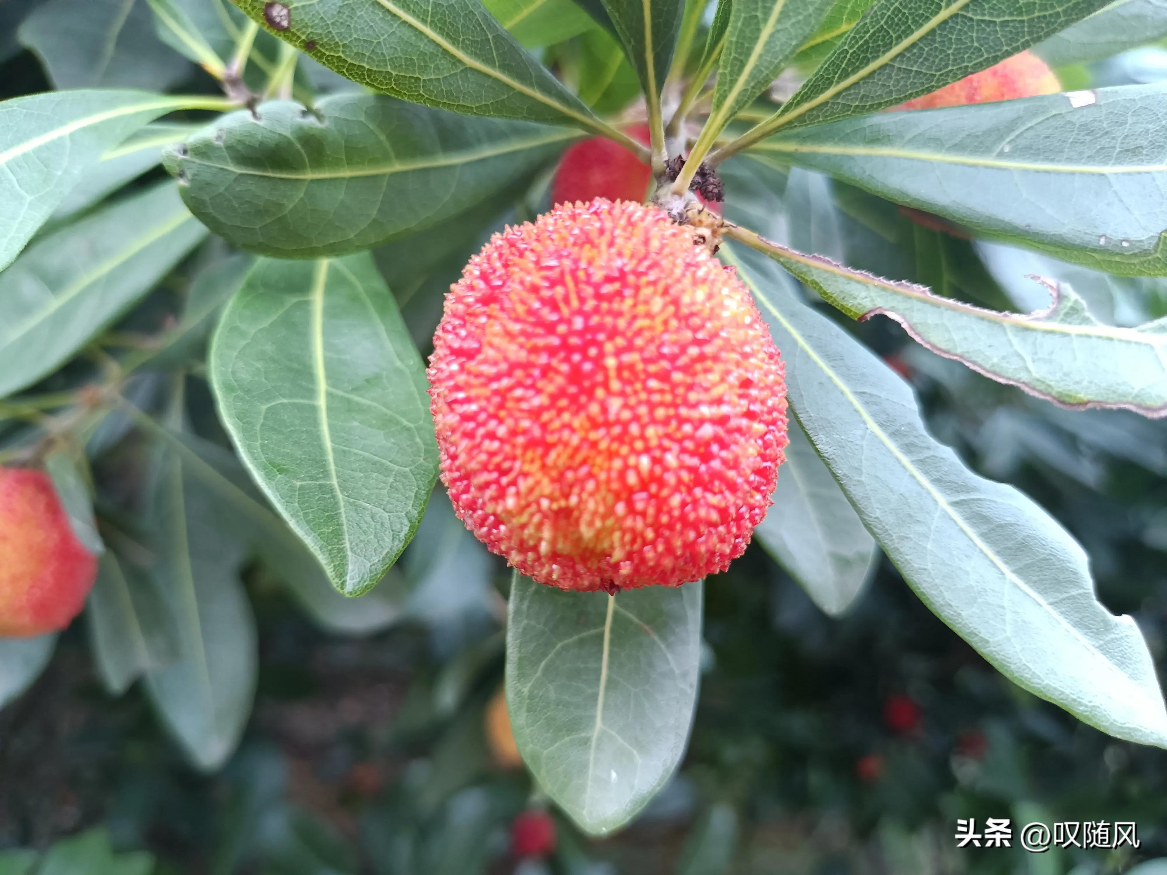 吃出好心情食物,五种水果吃出好心情