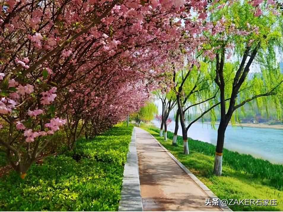 石家庄早新闻,早新闻完整内容