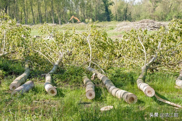 杨树发芽生了带壳小虫,杨树刚发芽就枯萎用什么药灌